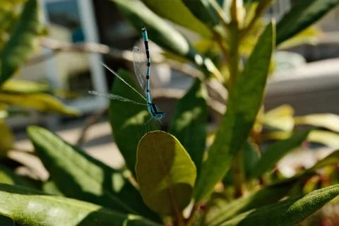 Close-Up of a Blue Damselfly Resting on a Leaf in Sunlight Foto stock