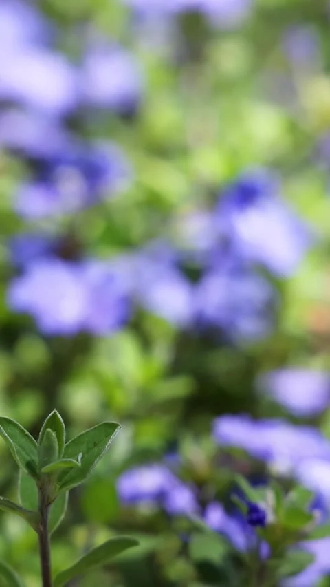 Close Up of Blue Daze Evolvulus Glomeratus Flowers in Garden Stock Footage 333293493