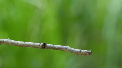 Close up blue Dragonfly 스톡 동영상 74657266