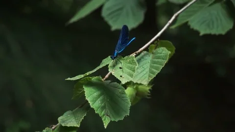 Close up of blue dragonfly resting on leaf and then flying away Stock Footage 117435734