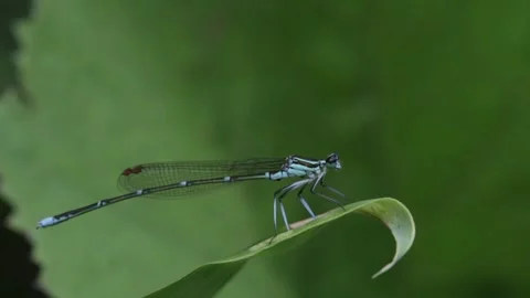 Close up of blue dragonfly resting on leaf Stock Footage 280170335