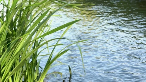 Close-up of a blue dragonfly that sits on a leaf of grass, takes off and sits do Stock-Footage 110831620