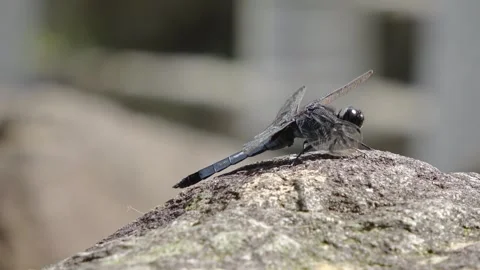 Close-up of a blue dragonfly staying on a stream rock, resisting strong gusts. Stock Footage 340469441