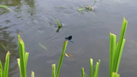 Close-up of the blue dragonfly, which sits on a swinging stalk of grass near  Video stock 110788034