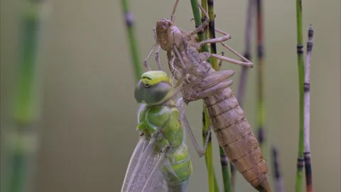 Close up of blue emperor dragonfly, just emerged from its larval skin Stock-Footage 310337127