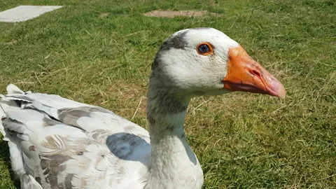 Close up of blue eye of a duck Stock Footage 138434881