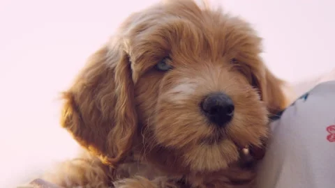 Close on blue eyed lab or doodle puppy face as it looks in different directions￼ Stock Footage 204038334