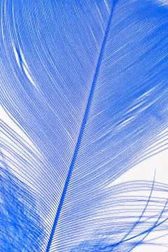 Close-up of a blue feather. Stock Photos