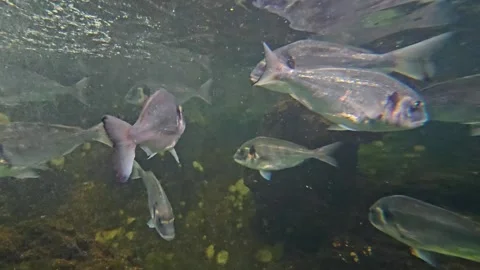 Close up of a blue fish school Stock Footage 277382899