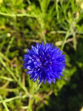 Close up of a blue flower Stock Photos