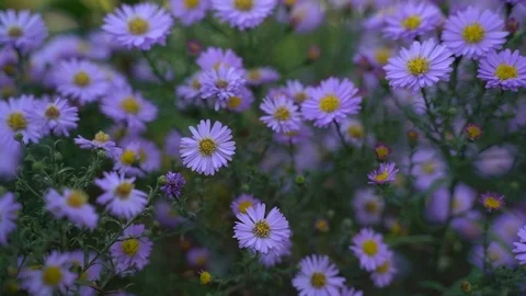 Close up, Blue flowers in the summer in the forest Stock Footage 125380688