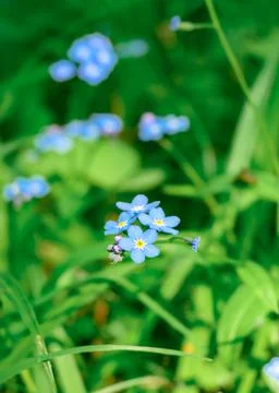 A close-up of a blue forget-me-not flower (Myosotis scorpioides) blooming. Stock Photos