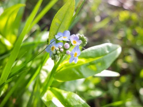 Close-up of blue forget-me-not flowers blooming Фото
