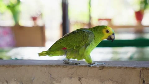 Close up of a blue-fronted amazon parrot 스톡 동영상 248923831