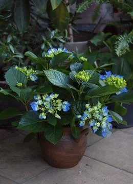 Close-up of a blue Garden hydrangea 'Ranice' growing in a pot Stock Photos