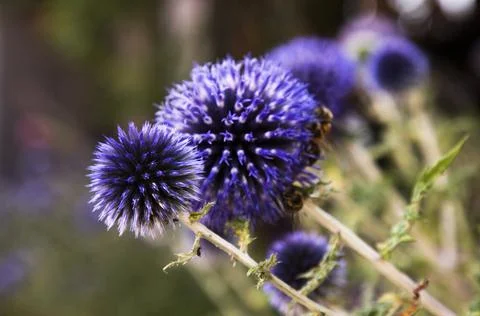 Close-up of blue globe thistle (Echinops) flowers, Lanckorona, Lodzkie, Poland Stock Photos