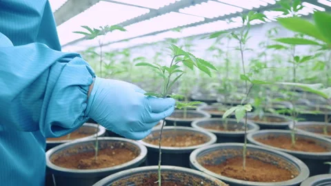 Close up blue gloved hands checking young green plants in labs. Stock Footage 301695294