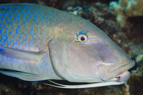 Close-up of a blue goatfish (Parupeneus cyclostomus) showing the two barbels tuc Stock Photos