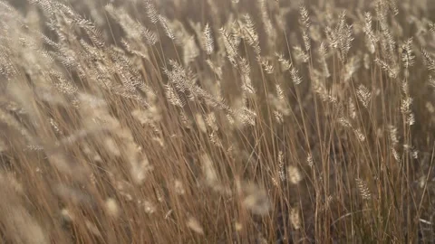 Close-up of Blue Grama Grass. The grass is golden brown with fall colors  Stock Footage 255046707