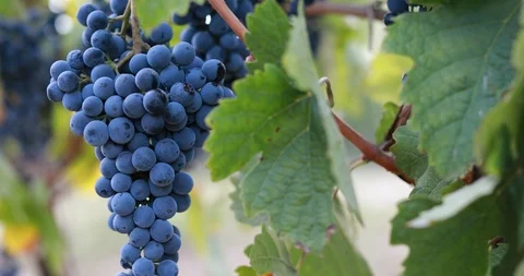 Close-up of blue grape hanging in a vineyard during a breeze Stock Footage 121361585