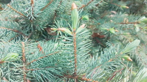 Close-up of blue-green colored needles of Blue spruce (Picea pungens)  in sunny Stock Footage 311429095