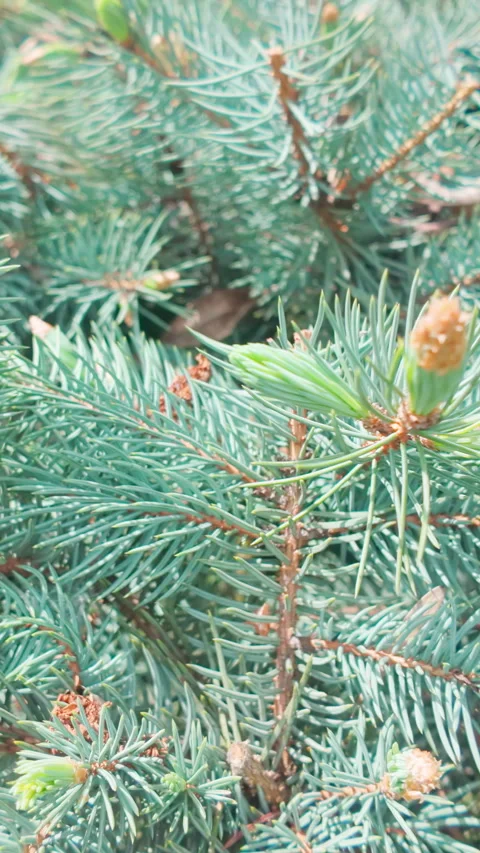 Close-up of blue-green colored needles of Blue spruce (Picea pungens) in sunny Stock Footage 327974755