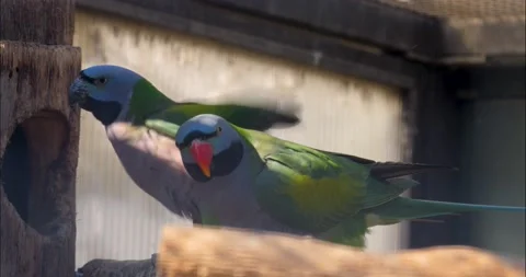 Close up of blue headed parrots Stock Footage 234181607