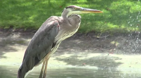 Close-up of Blue Heron Bird by Lake Stock Footage 50371453