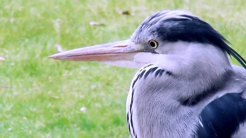 Close Up of Blue Heron Stock Footage 83261704