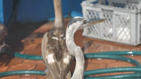 Close Up of Blue Herring Bird In Fish Market, Santa Cruz, Galapagos Island Stock Footage 108330987