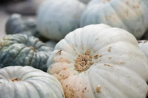Close up of Blue hungarian pumpkin Stock Photos