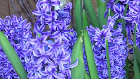 Close up on blue hyacinth flower in spring Stock Footage 237741771