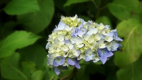Close Up of Blue Hydrangea aspera with blur background Stock Footage 82533162