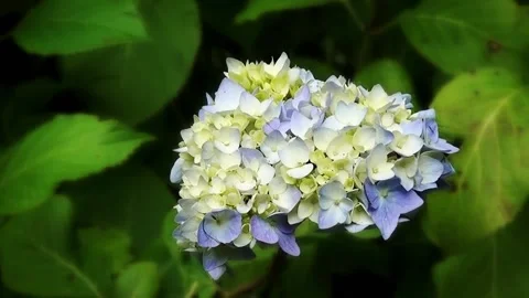 Close Up of Blue Hydrangea aspera with blur background Video stock 150167281