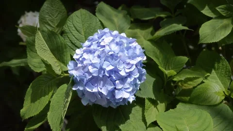 Close-Up of Blue Hydrangea Bloom in Sunlight Stock Footage 323982364