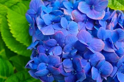Close-up of a blue hydrangea blooming in the park. Stock Photos