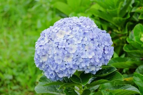 Close up of a blue Hydrangea blossom Foto stock