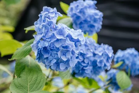Close-up of Blue Hydrangea Blossoms Stock Photos