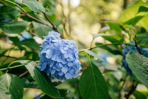Close-up of Blue Hydrangea Blossoms Stock Photos
