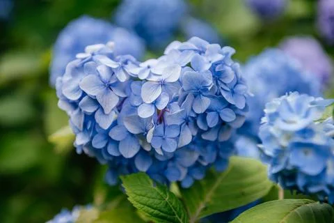 Close-up of Blue Hydrangea Blossoms Stock Photos