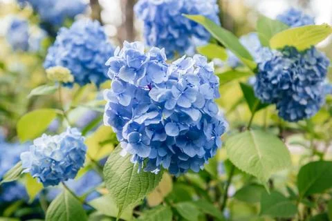 Close-up of Blue Hydrangea Blossoms Stock Photos