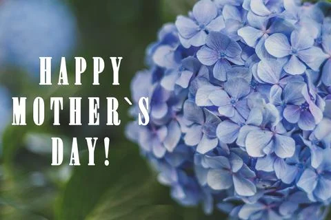 Close-up of a blue hydrangea bush, space for text Stock Photos
