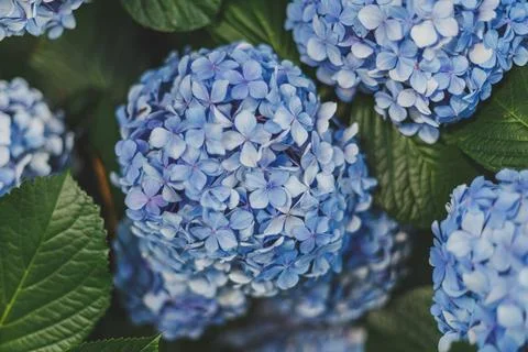 Close-up of a blue hydrangea bush, space for text Stock Photos