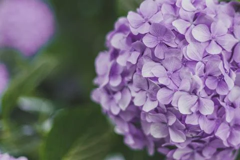 Close-up of a blue hydrangea bush, space for text Stock Photos