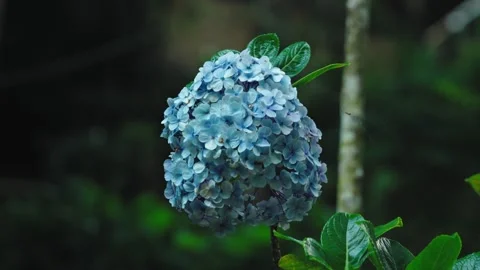Close Up of Blue Hydrangea Flower Blooming in the Wild Stock Footage 280580889