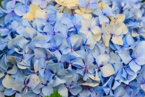Close-up of blue hydrangea flower. Delicate floral background Foto stock