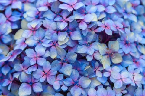 Close-up of blue hydrangea flower. Delicate floral background Stock Photos