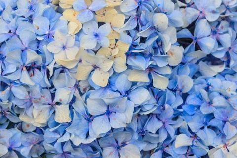 Close-up of blue hydrangea flower. Delicate floral background Foto stock
