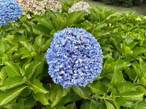 Close-up of blue hydrangea flower Stock Photos