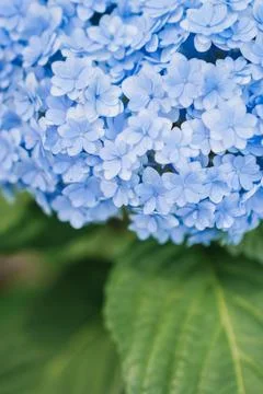 Close up of blue hydrangea flowers blooming in summer. Stock Photos